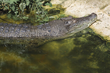 Close up salt crocodile rest near canal
