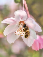 Honeybee Pollinating Pink Cherry Blossom Flower in Spring Garden