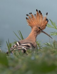 Hoopoe Bird with Distinctive Crown Feathers Resting in Natural Wetland Habitat Among Green Grass