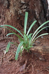 onion in the garden