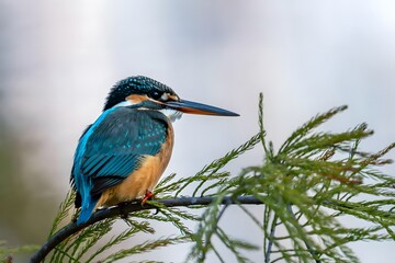 Vibrant Kingfisher Bird Perched on Green Branch - High Resolution Wildlife Photography