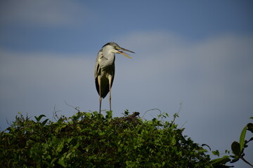 This image features a Grey Heron, a large wading bird recognizable by its long legs, slender neck, grey plumage, and sharp yellow bill. These skilled hunters patiently stalk fish in shallow waters.