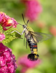 Clearwing Hummingbird Moth Feeding on Pink Garden Flowers with Bokeh Background