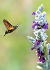 Hummingbird Moth Hovering Near Purple White Wildflower Blooms Natural Garden Setting Soft Bokeh Background