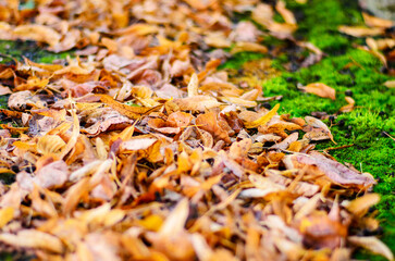 Closeup of dry autumn leaves among green moss with blurred background