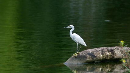 Obraz premium White Heron Standing on Fallen Log Over Green Water with Reflection in Natural Wetland Habitat