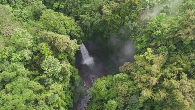 Forest edge meets rice terrace near Ubud, Bali under warm daylight. The drone tracks along the boundary to show agriculture and native woodland, a serene countryside scene that sells travel