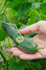 Female hand close-up picks fresh ripe cucumber