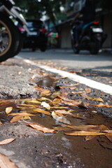 autumn in the park
