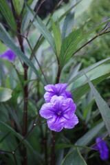 violet flower in the garden