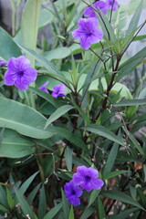purple flowers in the garden