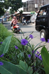 flowers in the garden