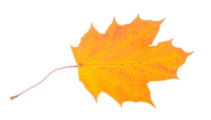 Obraz premium Isolated vibrant orange maple leaf on white background symbolizing autumn