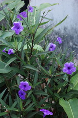 violet flowers in the garden