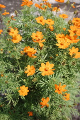 orange flowers in the garden