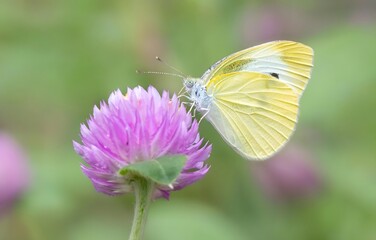 Yellow butterfly feeding on purple wildflower in summer meadow with soft green bokeh background