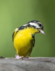Naklejka premium Yellow-bellied songbird perched on wooden branch against green natural background wildlife photography