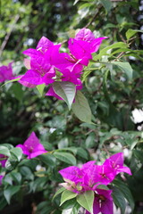 pink flowers in the garden