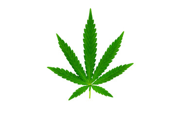 Cannabis leaf isolated background