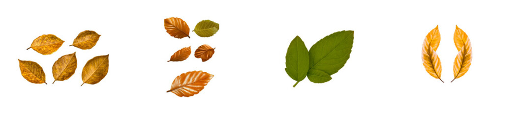 Obraz premium Golden and green leaves isolated on black background, cut out