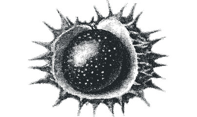 Close up of pollen grain with spiky protrusions. Vector hand drawn illustration