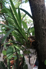 tropical tree in the jungle