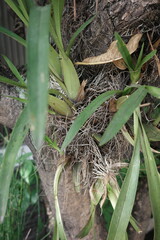 a spider in the grass