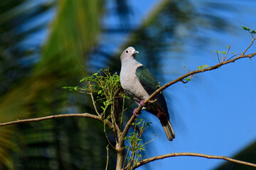 Green Imperial Pigeon (Ducula aenea), a large, plump forest pigeon with metallic green upperparts, a white head and underparts, and maroon undertail coverts, commonly found in tropical Asia.