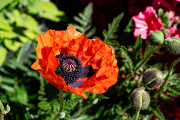 Bl&uuml;tenstand der Mohnblume Papaver im Sommer