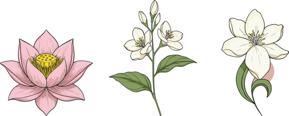 Delicate lotus and jasmine flower illustrations, soft botanical drawings, perfect for nature themes, wedding decor, spa design, wellness, and floral art