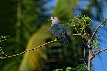 Fototapeta premium Green Imperial Pigeon (Ducula aenea), a large, plump forest pigeon with metallic green upperparts, a white head and underparts, and maroon undertail coverts, commonly found in tropical Asia.