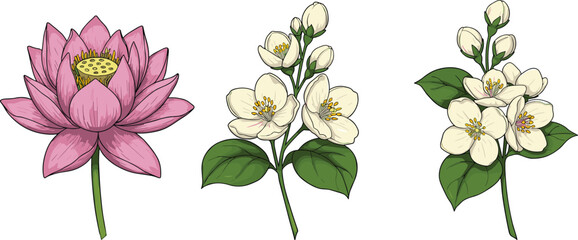 Lotus and jasmine flower botanical set, hand drawn floral illustration, perfect for spa, nature decor, wellness design, wedding, invitations