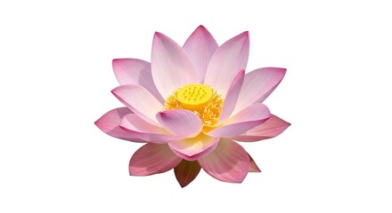 A pink lotus flower with a yellow center petals open
