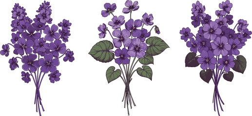 Purple violet flower bouquet illustration, hand-drawn botanical artwork, blooming spring flowers clipart, garden floral vector for decoration