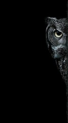 Close-up of an owl's head, sharply focused against a pure black background, showcasing intricate details in the feathers and intense gaze.