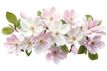 Magnolia flower arrangement png, pink and white blossoms, floral design element, spring flowers, botanical illustration, isolated on transparent background