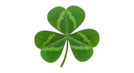 A shamrock isolated against a white background displays three heartshaped leaves with visible veins and green patterns
