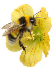 Onm a 6 yellow bumblebee on a yellow flower macro side view iso 0d on transparent background