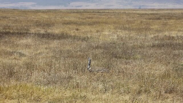 Bird in Africa wildlife safari game tour in the national park Tarangire and Ngorongoro. 4k video of variety of wildlife in african savanna bush. Dry grass animals hiding.