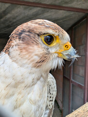 A closeup of a hawk head showing sharp beak and piercing eye. Predator bird, falconry tradition, and the intensity of raptor wildlife observation.