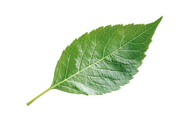 Obraz premium Detailed green leaf close-up photography, botanical illustration, nature element, leafy texture, foliage design, isolated on transparent background