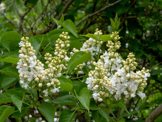 White double lilac branches in bloom