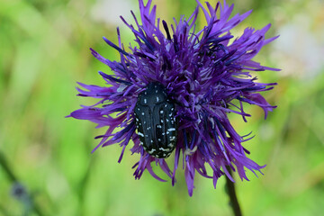 Beetle Oxythyrea funesta on the violet flower eating nectar