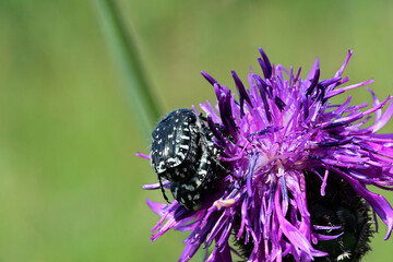 Beetle Oxythyrea funesta mating season on the violet  flower

