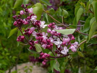 Close-up of soft pink double lilac flowers. Syringa vulgaris inflorescence