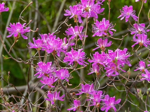 Purple blooming Rhododendron canadense rhodora