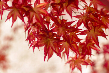 Red Japanese maple leaves in soft backlight