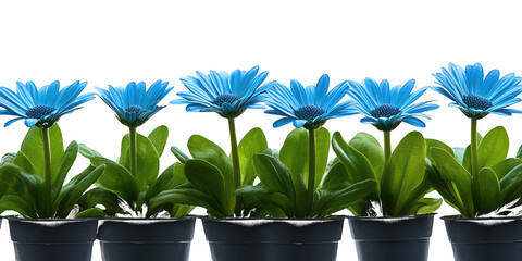 Row of Five Blue Daisy Flowers in Pots Keywords: blue, daisy, flowers, potted isolated on a transparent background