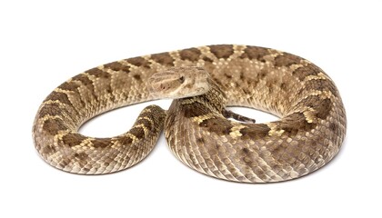 A coiled rattlesnake against a white background