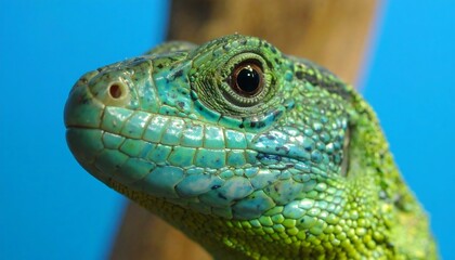Fototapeta premium Close-up of a vibrant green lizard's head